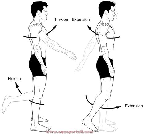 Flexion : définition et explications