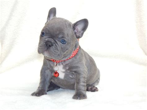 Bulldog Francese Blu Allevamento I Cuccioli di Carlotta | Tiere