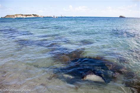 Meet the Hamelin Bay Stingrays, Western Australia - Adventure, baby!