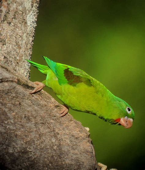 Poachers select parrot species based on their attractiveness - BirdGuides