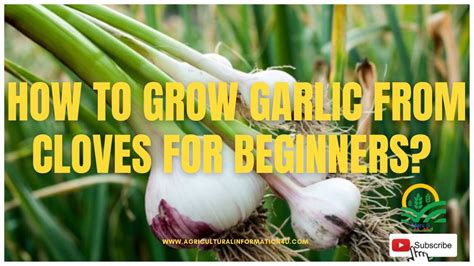 Garlic:How to Grow Garlic from Cloves for Beginners?|How to plant garlic from cloves|Growing ...