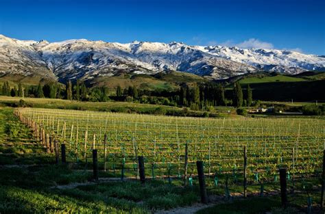 Central Otago: Everything to know and wines to try - Decanter