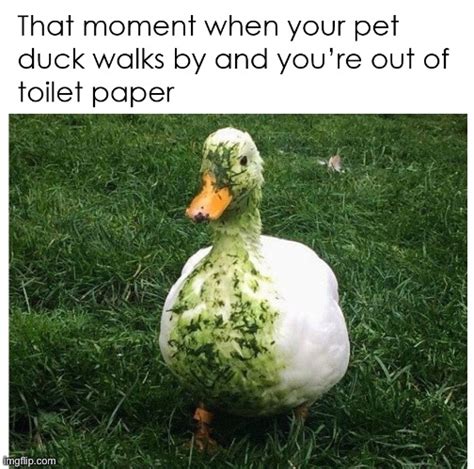 Image tagged in repost,ducks,memes,duck,funny,quack - Imgflip