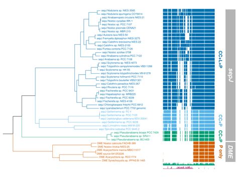 TreeViewer: flexible, modular software to visualise and manipulate phylogenetic trees