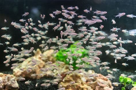 Group Of A Small White Fish In An Aquarium Stock Image - Image of group, hobby: 79968893