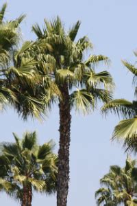 South Carolina State Tree – Sabal Palm