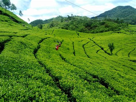 Perkebunan Teh Ranca Bali Ciwidey | Travelling Indonesia