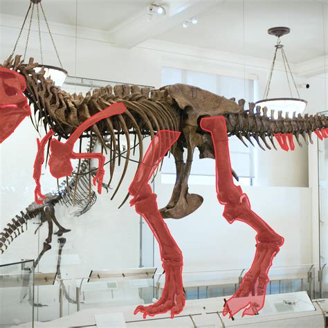 Real Dinosaurs Bones