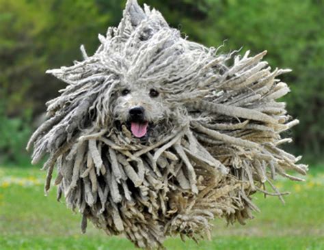 5 Most Weird Dog Breeds in The World - lifeberrys.com