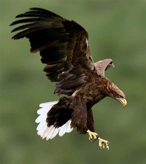 White-tailed eagle (Haliaeetus albicilla) | DinoAnimals.com