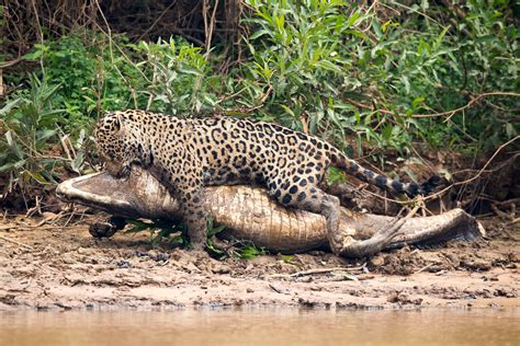 In Photos: A Jaguar Takes Down a Caiman in Brazil | Live Science