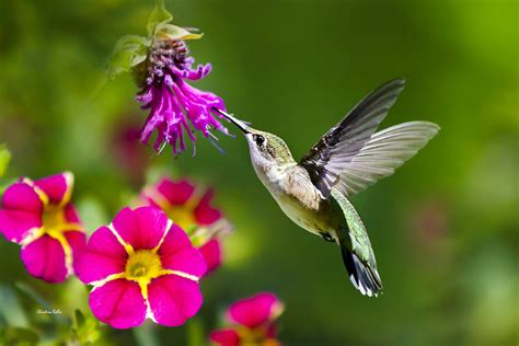 10 Flowers Hummingbirds Love To Visit