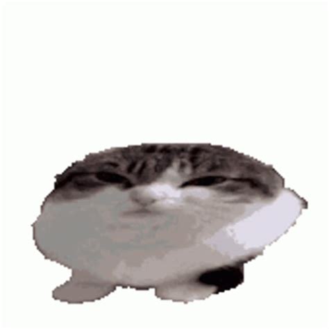 Cat Transparent Sticker – Cat Transparent Lol – discover and share GIFs