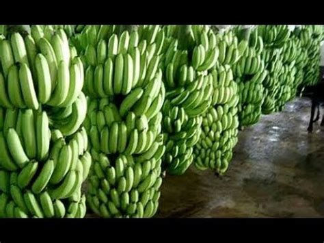 WOW! Amazing Agriculture Technology - Giant Banana farming techniques - YouTube