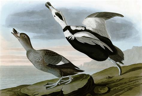 Labrador Duck · John James Audubon and Extinction · Exhibitions @ Schaffer Library