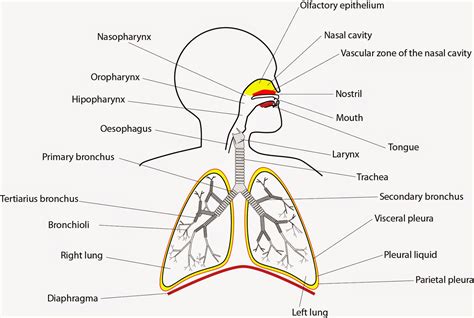 el moderno prometeo: Respiration: Pulmonary Ventilation and Exchange of Gases