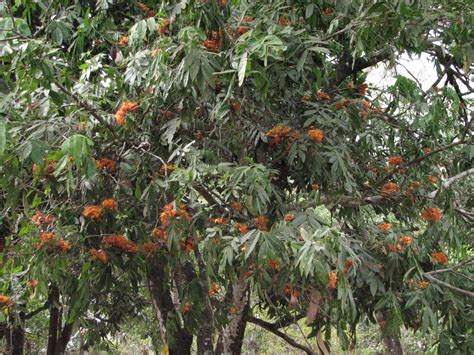 Sacred tree Ashoka's relevance - Sudhirahluwalia, Inc