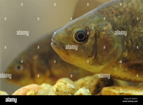 The crucian carp (Carassius carassius) in an underwater habitat Stock Photo - Alamy