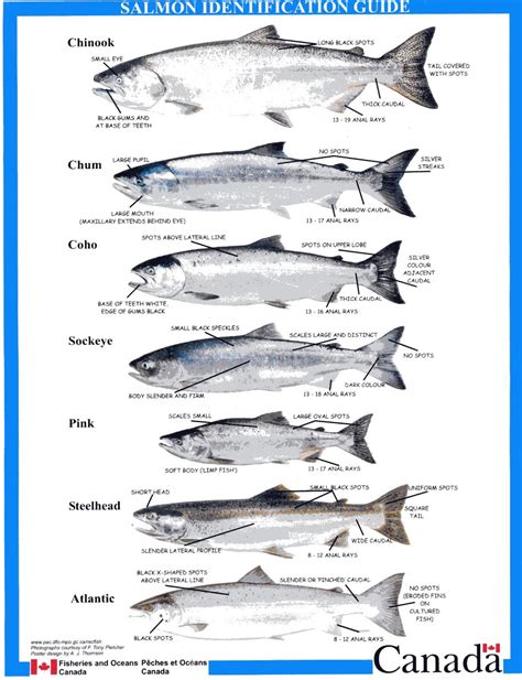 Salmon Species Identification Guide