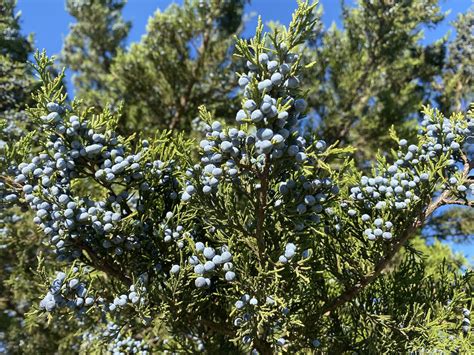 5 Facts About the Pollen of Texas Mountain Cedar Fever