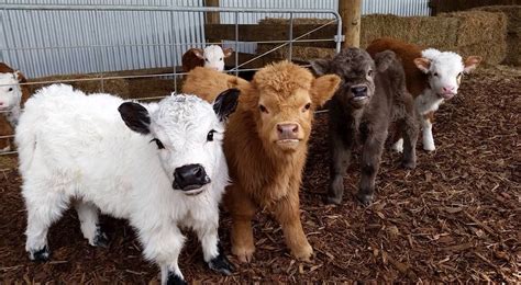 Lil moos | Cute cows, Cute baby animals, Cute animals