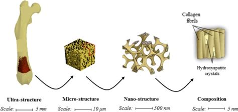 Biomechanics and mechanobiology of trabecular bone: a review ...