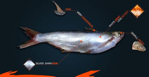 Basa Fish Healthy Or Not Nutrition Health Risk