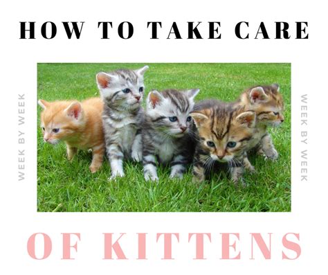 How to Take Care of Newborn Kittens: Week by Week | PetHelpful