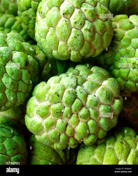 Sugar Apple fruit Stock Photo - Alamy