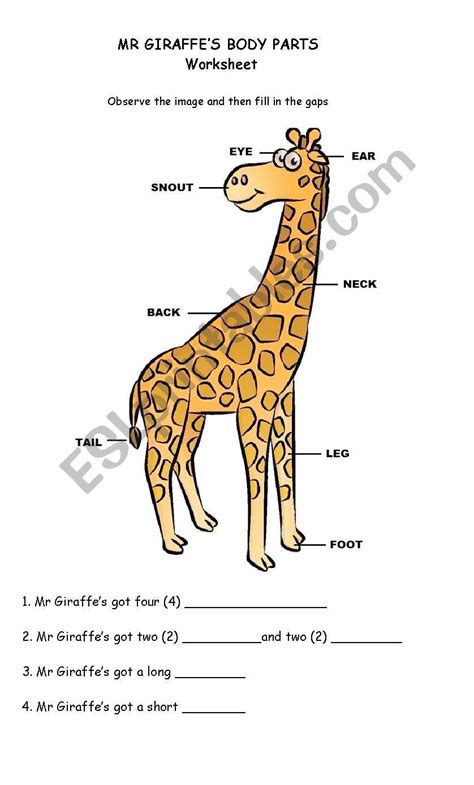 Animal body parts - ESL worksheet by johnsdesk