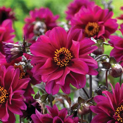 Dahlia Bulbs (Peony-Flowered) - Bishop of Canterbury | Dahlia Tubers | Eden Brothers