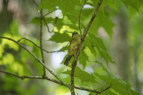 A Season of the (Warbler) Blues: An Update from the Hubbard Brook ...