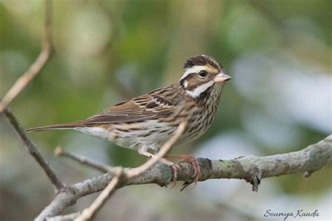 1,300 bird species from India on eBird - eBird India