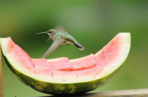 Attracting Hummingbirds For Less - Birds and Blooms