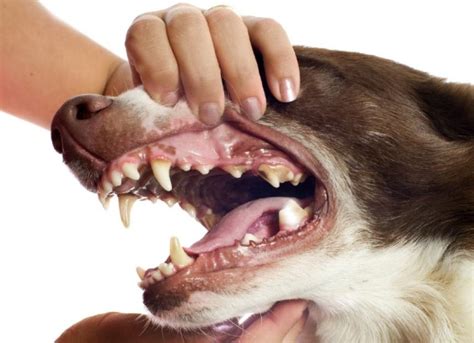 Dog Cavity Treatments - Cavity Treatments for Dogs | PetMD