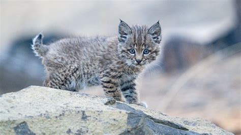 High Desert Museum debuts baby bobcat boy after kitten is taken from ...