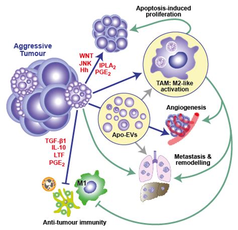 IJMS | Free Full-Text | The Apoptosis Paradox in Cancer