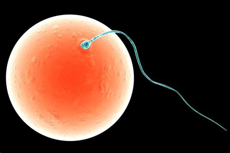 What is Fertilization? (with pictures)