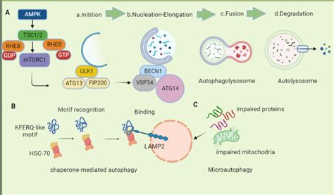 Schematic representation of different autophagy pathways. (A ...