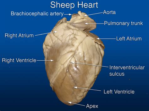 ANTERIOR SHEEP HEART - Biology Forums Gallery