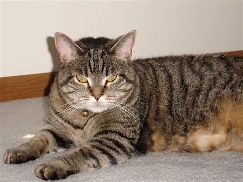 The Mackeral tabby is the most common tabby coat pattern | Tabby cat, Baby animals funny, Grey ...