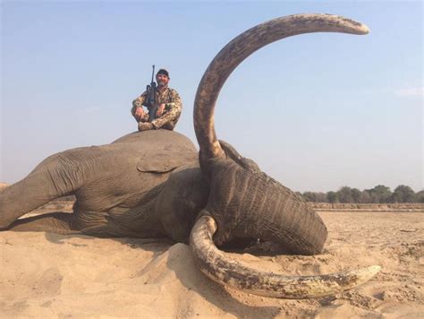 'Iconic tusker' shot by trophy hunters in Zambia - Africa Geographic