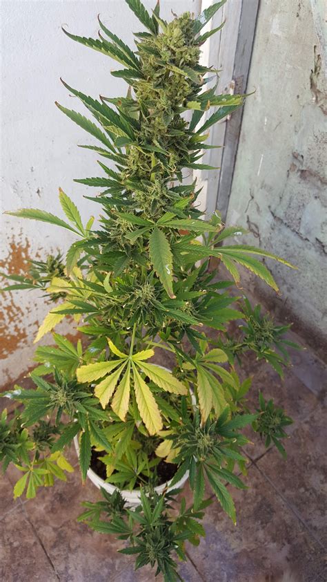 Barney's Farm Tangerine Dream grow journal harvest11 by - GrowDiaries