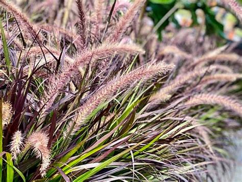 Purple Fountain Grass: The plant, the care and the inspiration.