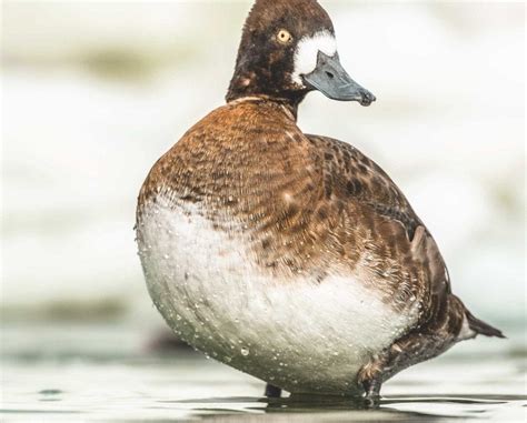 Greater Scaup – A Closer Look at the Blue-billed Diving Duck