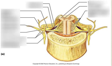 Spinal Cord Diagram Diagram | Quizlet