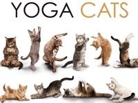 64 Best funny yoga poses ideas | animals, yoga, funny yoga poses