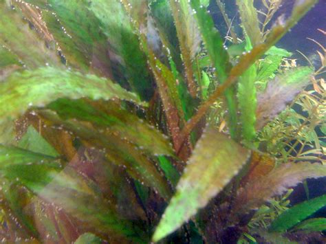 Cryptocoryne Wendtii - Acuario Adictos