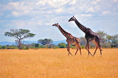 Game Viewing in the Serengeti, Serengeti National Park game viewing