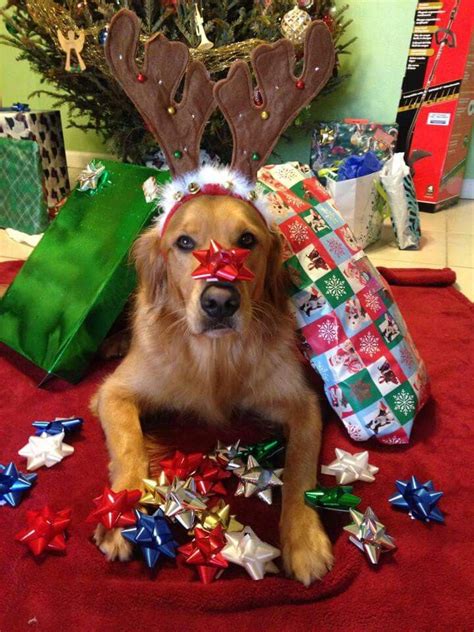 Pin by Ericka Toombs on Golden beauties | Dog christmas pictures, Dog ...